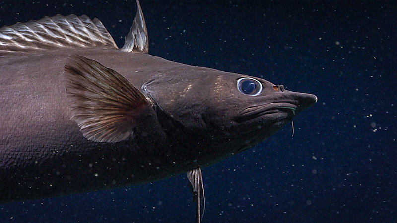 A Pacific flatnose (Antimora microlepis) engaged us in a staring competition after it swam up to our cameras and stayed there for several minutes right before we concluded our dive. This fish was observed at  3,000 meters (9,843 feet) during Dive 01 of the Seascape Alaska 5 expedition.