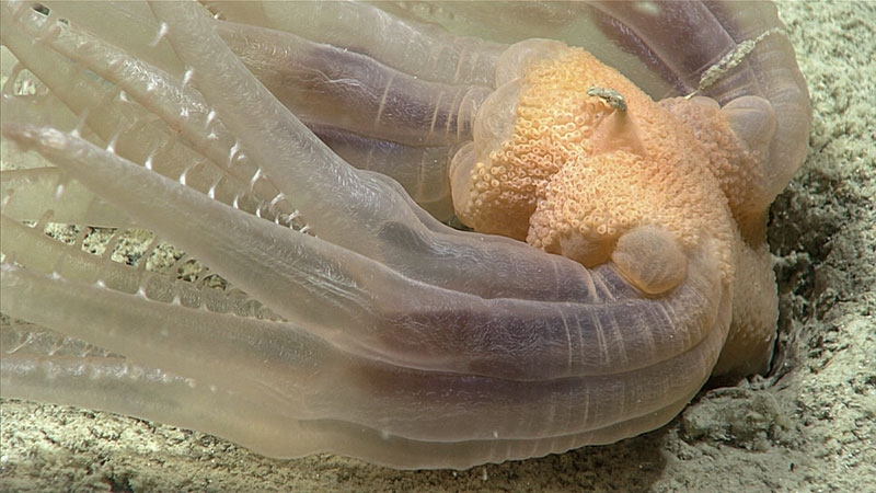 This peculiar sea pen (Kophobelemnon sp.) was observed around 3,100 meters (10,171 feet) during Dive 01 of the Seascape Alaska 5 expedition. It had three branching arms, each with tentacles at the end. These tubular arms joined at an orange-colored center point with a porous texture.