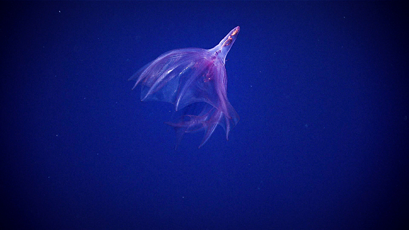 A vampire squid floating in deep blue water with webbed, translucent arms.