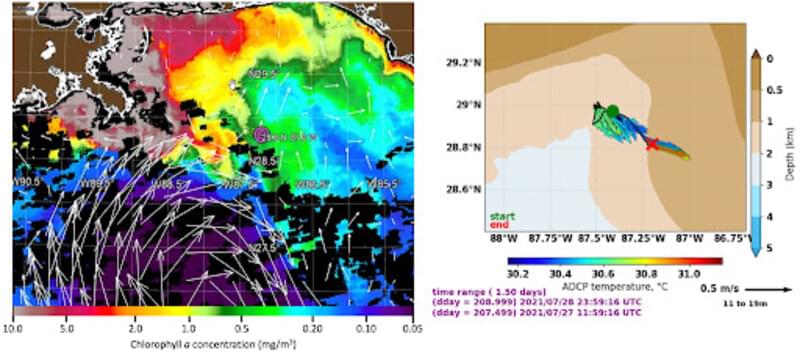 Figure 4. Left panel: Satellite surface Chlorophyll a concentration overlaid with a web-based oceanographic model showing surface current vectors (larger arrows indicate stronger currents). Chlorophyll a is a measure of the pigment concentration generated from phytoplankton, which indicates how much primary production is taking place in the water and is a sign of how nutrient rich the water is. High levels of Chlorophyll a in offshore waters indicate a strong freshwater outflow from rivers into the ocean and strong southeast currents acting to move that freshwater offshore. The pink circle near 28.8N and 87.2W was the initial sampling location of the thick fresher surface layers. Right panel: Surface current vectors measured from the ship’s acoustic Doppler current profiler (ADCP) with surface water temperature (vector color) indicating the speed (vector size) and direction (vector angle) of water movement. Both the oceanographic model output (left) and ADCP surface currents confirm transport of Mississippi freshwater offshore and to the southeast.