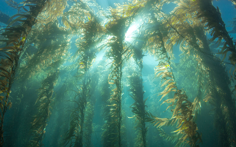 Unlocking the Power of eDNA for Marine Conservation