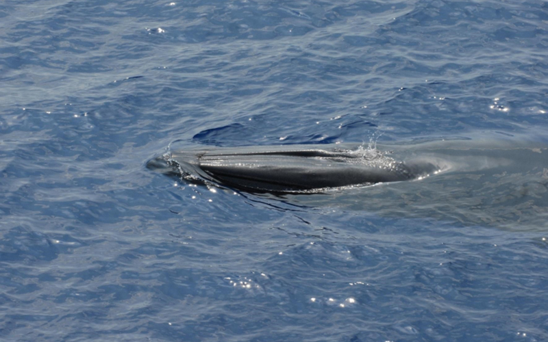 Trophic Interactions and Habitat Requirements of Rice’s Whales