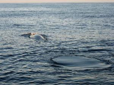 Ocean with a whale surfacing