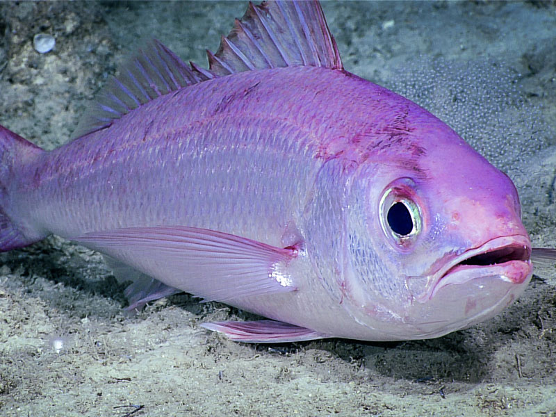 This octopus was observed slowly making its way across the seafloor at a depth of 2,530 meters (8,300 feet) during Dive 06 of the 2023 Shakedown + EXPRESS West Coast Exploration expedition off the coast of Oregon.