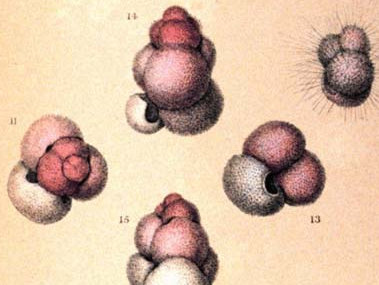 Specimens of Globigerina. Source: In The Voyage of H.M.S. Challenger Zoology, Vol. IX. Plate LXXIX. Specimens of Globigerina. Source: In The Voyage of H.M.S. Challenger Zoology, Vol. IX. Plate LXXIX.