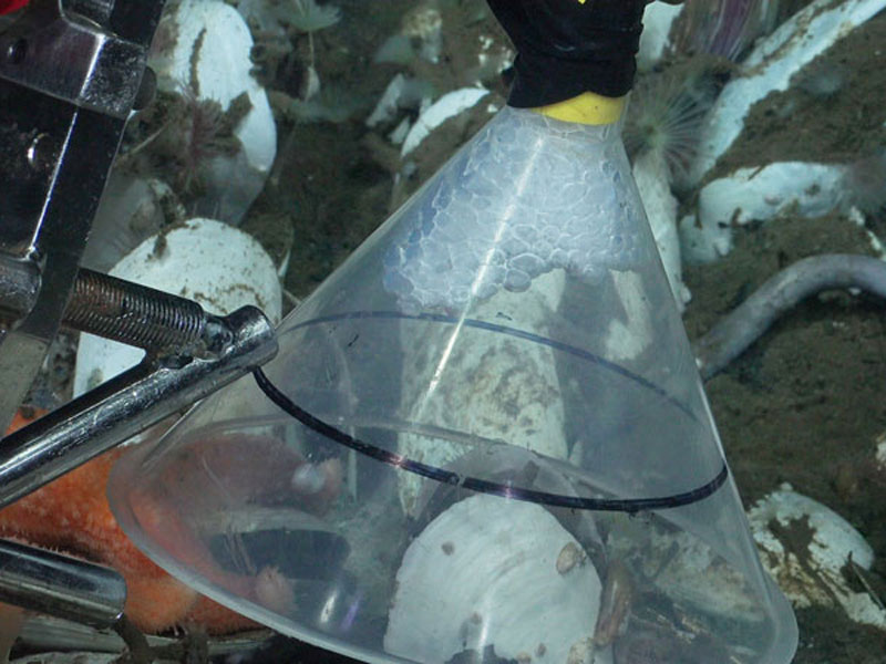 Methane bubbles rising from the seafloor captured in a gas sampler. The research team used remotely operated vehicle SuBastian to collect samples while exploring the Concepción Methane Seep Area for the Exploring Deep-Sea Methane Seeps Along the Chile Margin project.